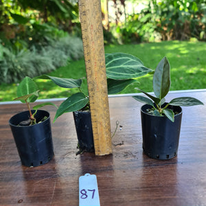 #87 BABY ANTHURIUM PACKAGE - 3 x SEEDLINGS