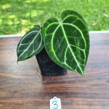 Load image into Gallery viewer, #3 Dark Anthurium Crystallinum x
