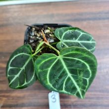 Load image into Gallery viewer, #3 Dark Anthurium Crystallinum x