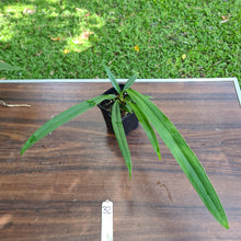 Load image into Gallery viewer, #32 Anthurium Bakeri