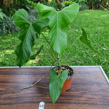 Load image into Gallery viewer, #48 Anthurium Balaoanum