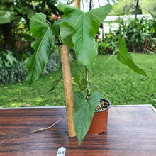 Load image into Gallery viewer, #48 Anthurium Balaoanum