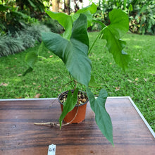 Load image into Gallery viewer, #48 Anthurium Balaoanum