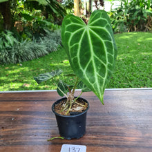 Load image into Gallery viewer, #137 Anthurium Magnificum Hybrid x