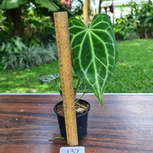 Load image into Gallery viewer, #137 Anthurium Magnificum Hybrid x