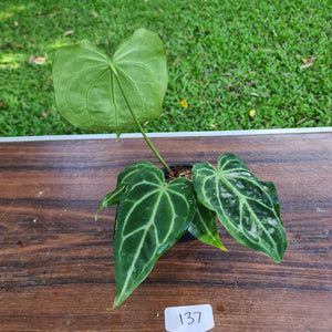 #137 Anthurium Magnificum Hybrid x