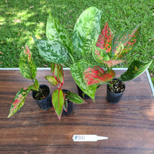 Load image into Gallery viewer, #310 AGLAONEMA PACKAGE - 4 x Plants