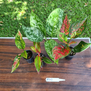 #310 AGLAONEMA PACKAGE - 4 x Plants