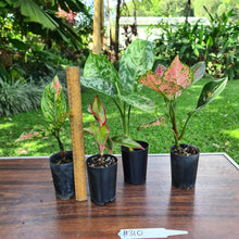 Load image into Gallery viewer, #310 AGLAONEMA PACKAGE - 4 x Plants
