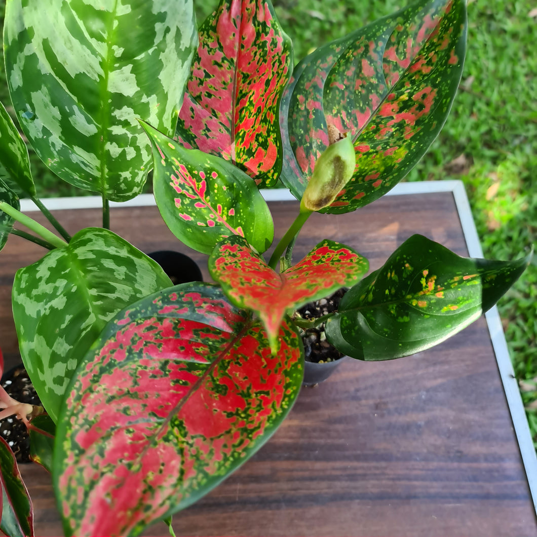 #310 AGLAONEMA PACKAGE - 4 x Plants