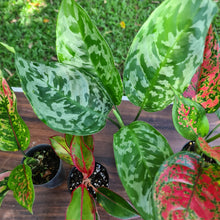Load image into Gallery viewer, #310 AGLAONEMA PACKAGE - 4 x Plants