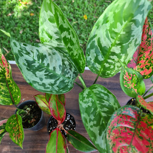 #310 AGLAONEMA PACKAGE - 4 x Plants