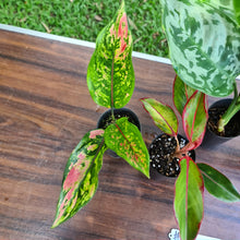 Load image into Gallery viewer, #310 AGLAONEMA PACKAGE - 4 x Plants