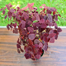 Load image into Gallery viewer, 1 x Oxalyis Hedysaroides / Fire Fern