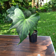 Load image into Gallery viewer, #36 Anthurium Macrolobium x