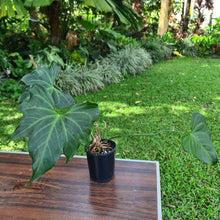 Load image into Gallery viewer, #36 Anthurium Macrolobium x