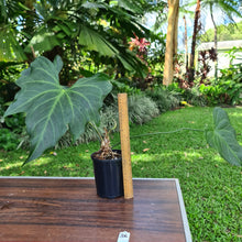 Load image into Gallery viewer, #36 Anthurium Macrolobium x