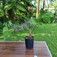 Load image into Gallery viewer, #36 Anthurium Macrolobium x