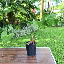 Load image into Gallery viewer, #36 Anthurium Macrolobium x