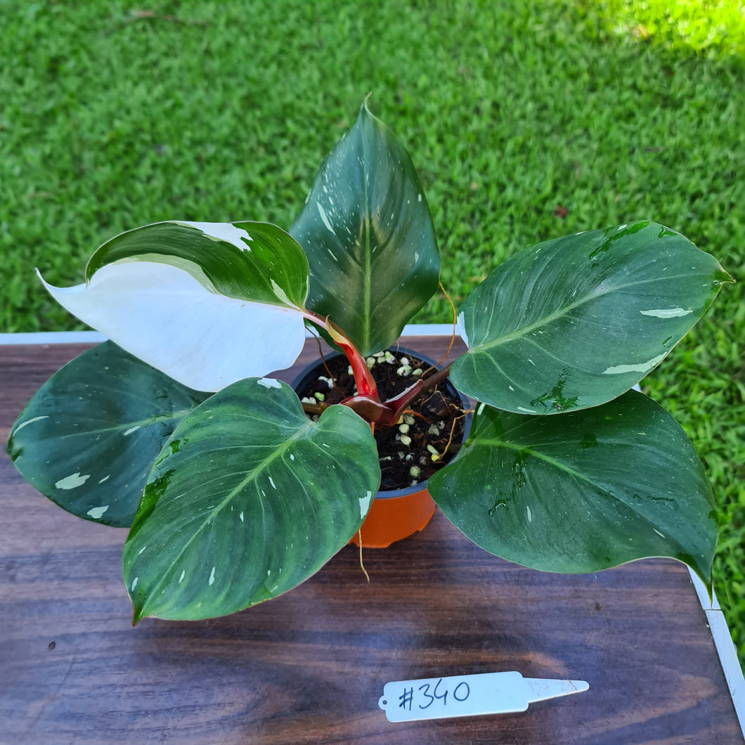 #340 Philodendron White Knight