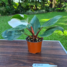 Load image into Gallery viewer, #340 Philodendron White Knight