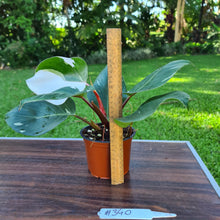 Load image into Gallery viewer, #340 Philodendron White Knight