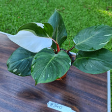Load image into Gallery viewer, #340 Philodendron White Knight
