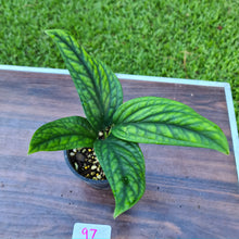 Load image into Gallery viewer, #97 Monstera Peru / Karstenianum