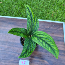 Load image into Gallery viewer, #97 Monstera Peru / Karstenianum