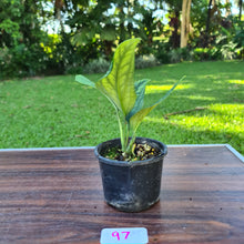 Load image into Gallery viewer, #97 Monstera Peru / Karstenianum