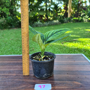 #97 Monstera Peru / Karstenianum