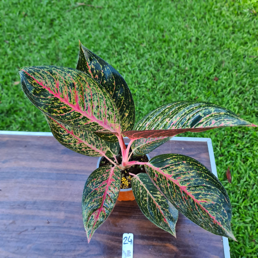 #24 Aglaonema Tiara
