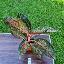 Load image into Gallery viewer, #24 Aglaonema Tiara