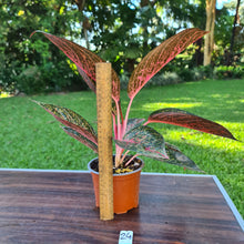 Load image into Gallery viewer, #24 Aglaonema Tiara