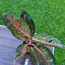 Load image into Gallery viewer, #24 Aglaonema Tiara