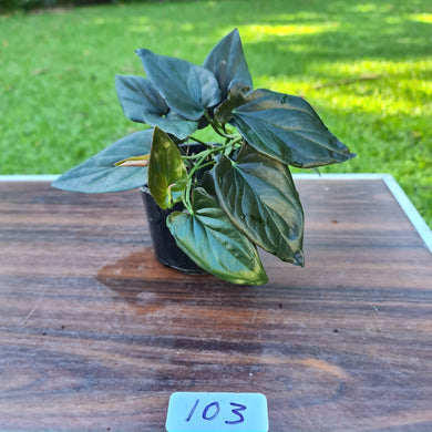 #103 Syngonium Erythrophyllum