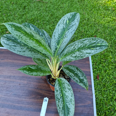 #36 Aglaonema 'Milky Way'