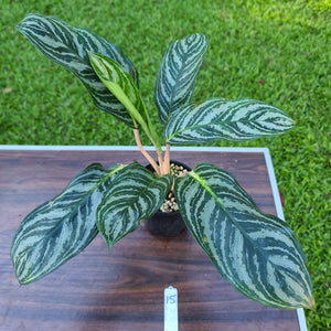#15 Aglaonema Hybrid