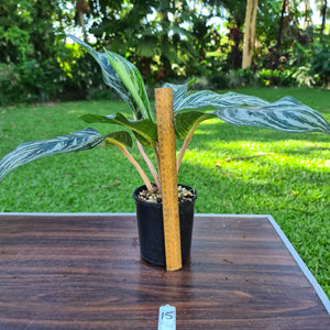 #15 Aglaonema Hybrid