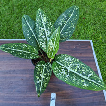 Load image into Gallery viewer, #508 Aglaonema &#39;Galaxy&#39; / &#39;Morodoklok&#39;