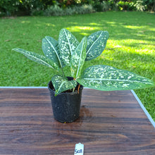 Load image into Gallery viewer, #508 Aglaonema &#39;Galaxy&#39; / &#39;Morodoklok&#39;