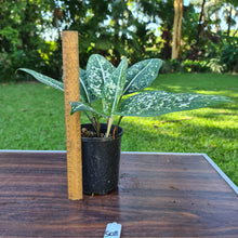 Load image into Gallery viewer, #508 Aglaonema &#39;Galaxy&#39; / &#39;Morodoklok&#39;