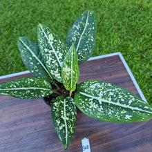 Load image into Gallery viewer, #508 Aglaonema &#39;Galaxy&#39; / &#39;Morodoklok&#39;