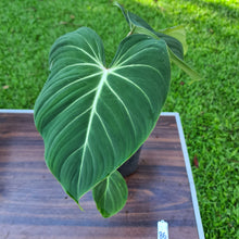 Load image into Gallery viewer, #86 Philodendron Gloriosum