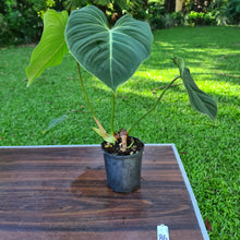 Load image into Gallery viewer, #86 Philodendron Gloriosum