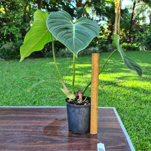 Load image into Gallery viewer, #86 Philodendron Gloriosum