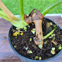 Load image into Gallery viewer, #86 Philodendron Gloriosum