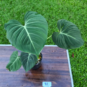 #81 Philodendron Gloriosum