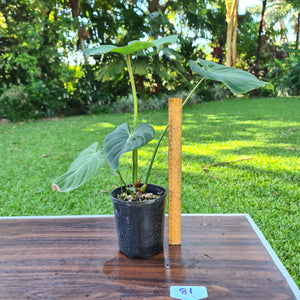 #81 Philodendron Gloriosum