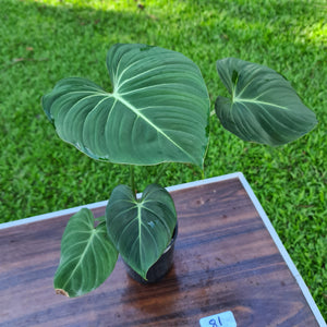 #81 Philodendron Gloriosum